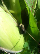 صورة Bombus bimaculatus Cresson 1864