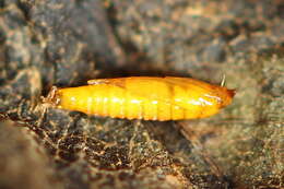 Image of Phyllonorycter cerasicolella (Herrich-Schäffer 1855)