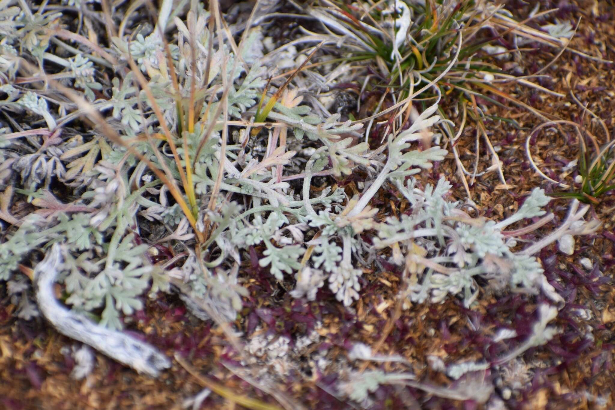 Image of forked wormwood