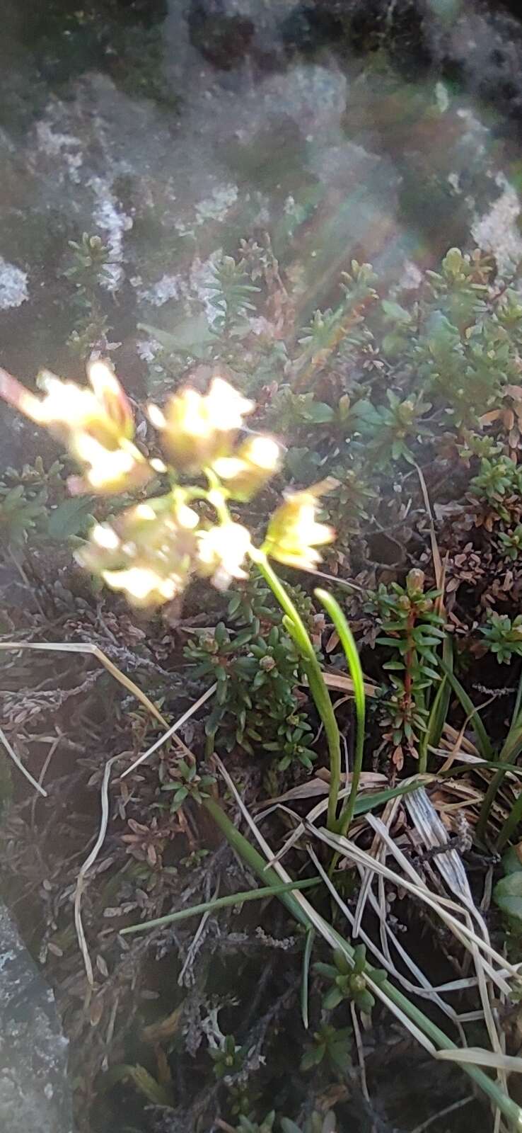 Image of Silene paucifolia Ledeb.