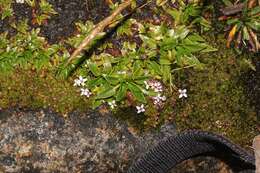 Image of Arcytophyllum filiforme (Ruiz & Pav.) Standl.