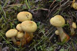 Image of Pholiota pinicola Jacobsson 1986