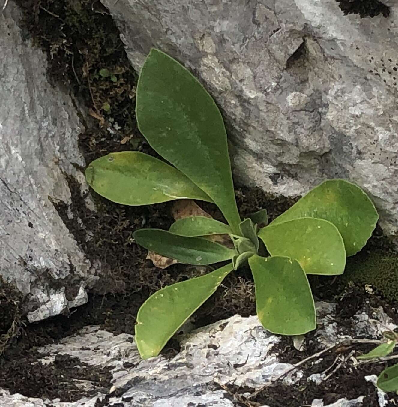 Image of Primula auricula L.