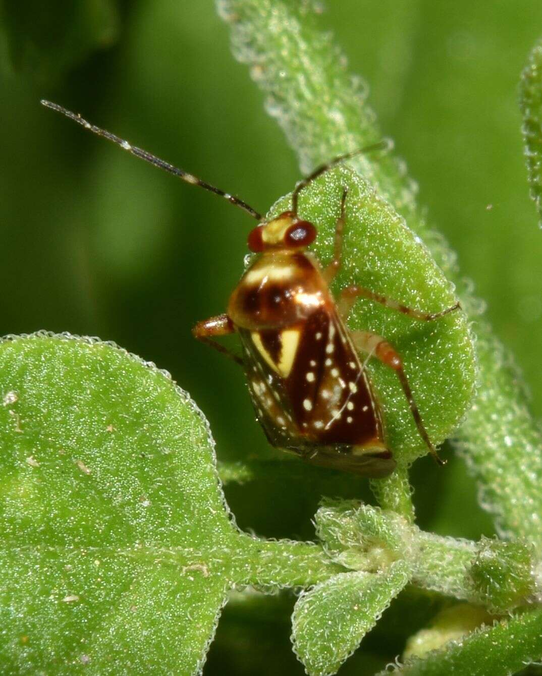 Horciasoides nobilellus (Berg 1883)的圖片