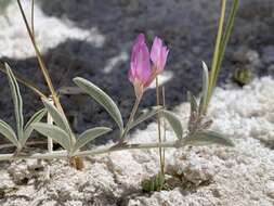 Image of Fish Slough milkvetch