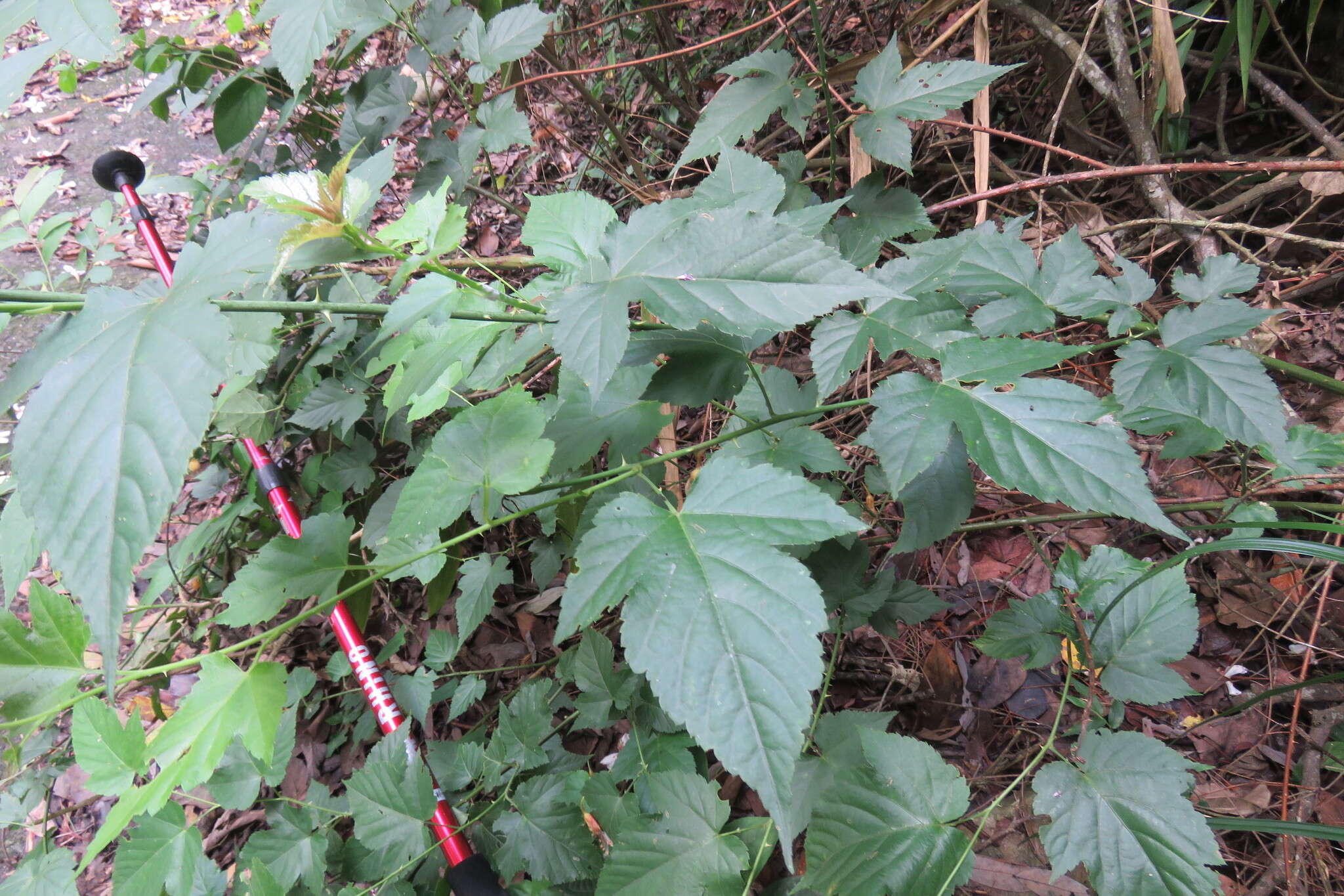 صورة Rubus corchorifolius L. fil.