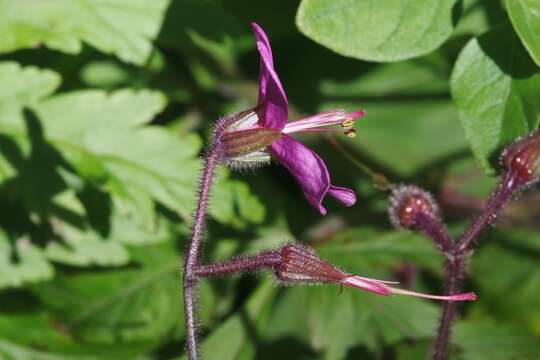 Image of Geranium reuteri Aedo & Muñoz Garm.