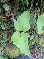 Image of dwarf netvein hollyfern