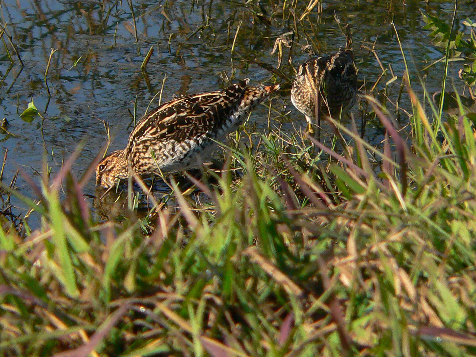 صورة Gallinago nigripennis nigripennis Bonaparte 1839