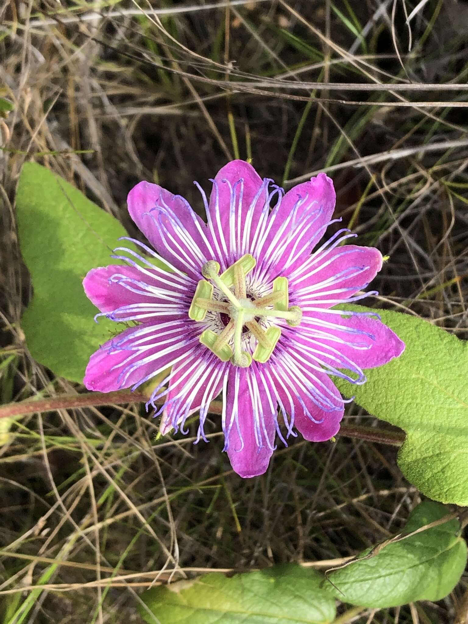 Image of Passiflora urbaniana Killip