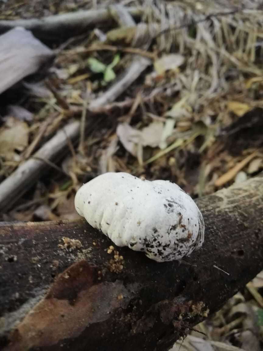 Слика од Xylaria mesenterica (Möller) M. Stadler, Læssøe & J. Fourn. 2008