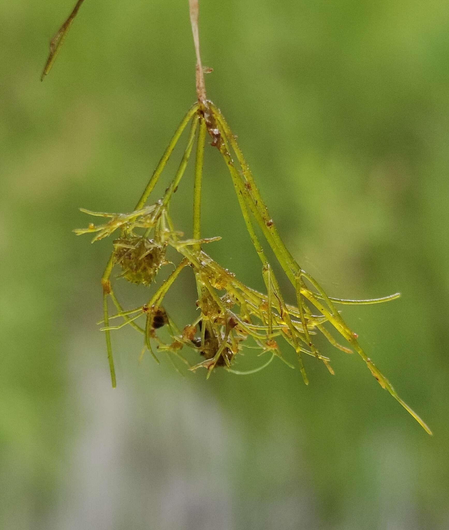 Image de Nitella mucronata