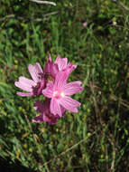 Imagem de Sidalcea malviflora subsp. malviflora