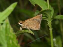 Image of Neamathla Skipper