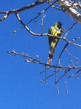 Image of Nanday Parakeet