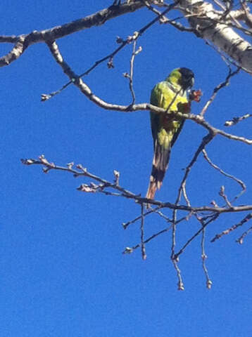 Image of Nanday Parakeet