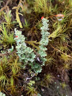 صورة Cladonia bellidiflora (Ach.) Schaer.