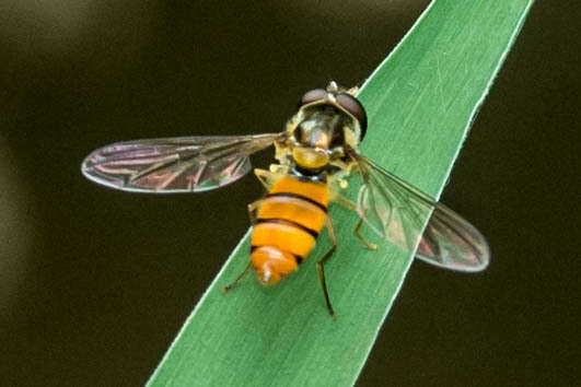 Image of Episyrphus trisectus (Loew 1858)