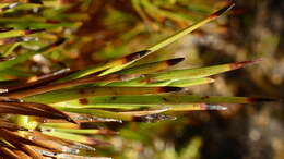 Image of Dracophyllum pearsonii T. Kirk