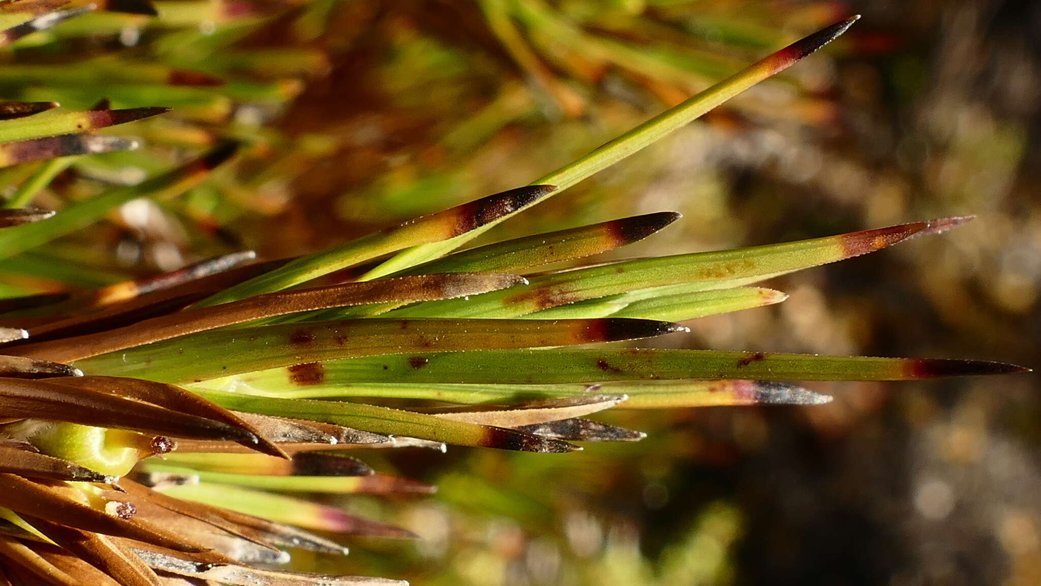 Image of Dracophyllum pearsonii T. Kirk