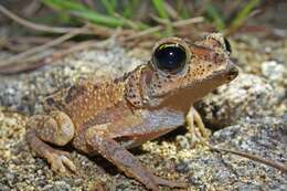 Image of Cuban spotted toad