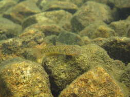 Слика од Rhinogobius similis Gill 1859