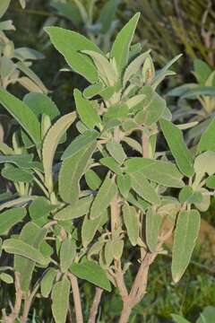 Image of Phlomis purpurea L.