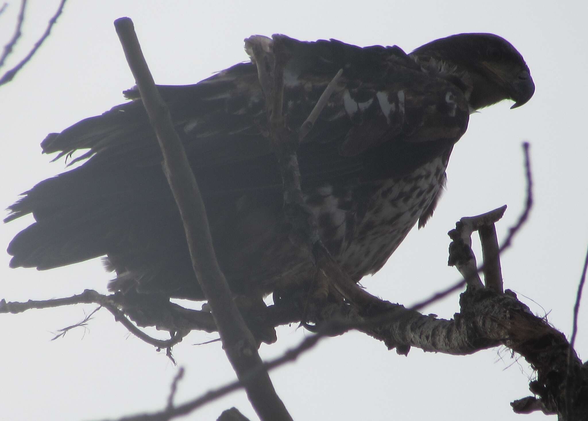 Image of Bald Eagle