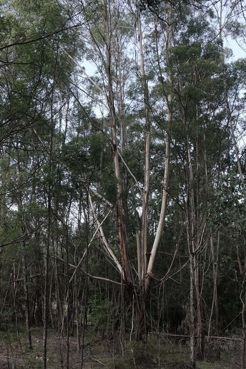 Image of river peppermint gum