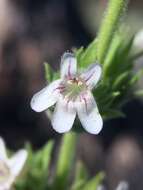 Image of Susanville beardtongue