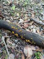 Image de Calocera guepinioides Berk. 1845