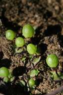 Image of Asterella palmeri (Austin) Underw.