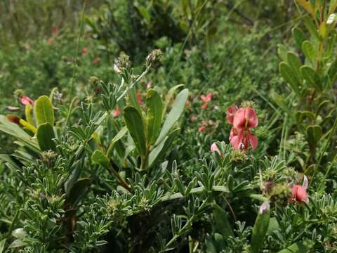 Plancia ëd Indigofera glaucescens Eckl. & Zeyh.