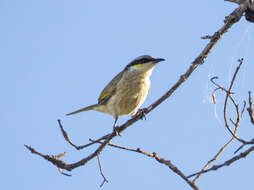 Image of Inland Singing Honeyeater