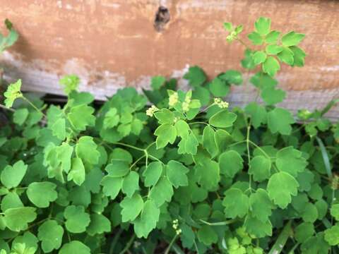 Image of Thalictrum minus subsp. thunbergii (DC.) Vorosh.