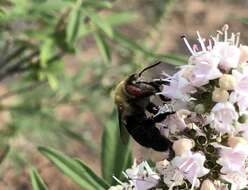 Plancia ëd Centris caesalpiniae Cockerell 1897