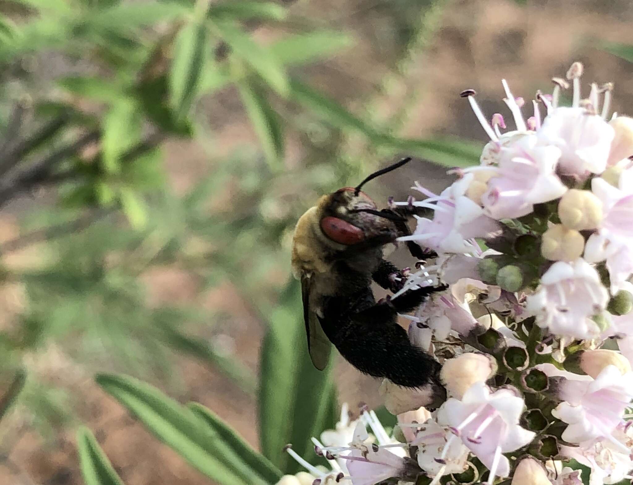 Plancia ëd Centris caesalpiniae Cockerell 1897