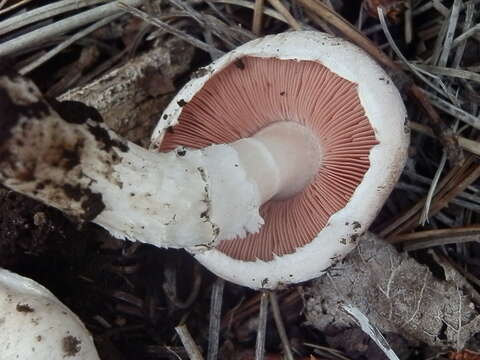 Image of Agaricus porphyrocephalus F. H. Møller 1952