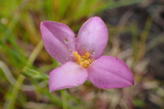 Image of Lachnaea uniflora (L.) Cr.