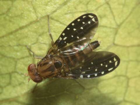 Image de Drosophila neogrimshawi Hardy & Kaneshiro 1968