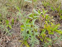 Imagem de Phoebanthus grandiflora (Torr. & A. Gray) Blake