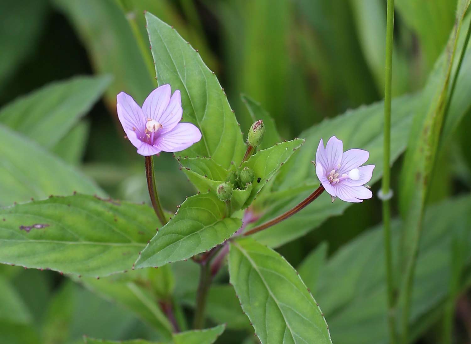 Image de Epilobium amurense subsp. cephalostigma (Haussknecht) C. J. Chen, P. C. Hoch & P. H. Raven