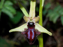 Image of Ophrys sphegodes subsp. atrata (Rchb. fil.) A. Bolòs