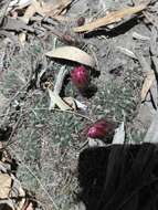 Imagem de Echinopsis pentlandii (Hook.) Salm-Dyck ex A. Dietr.