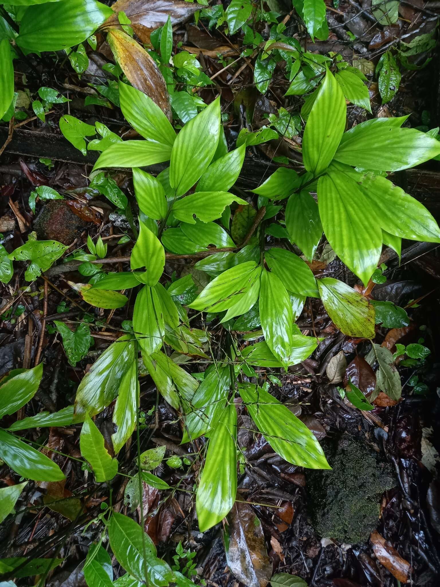 Image of Broad Stalk Grass