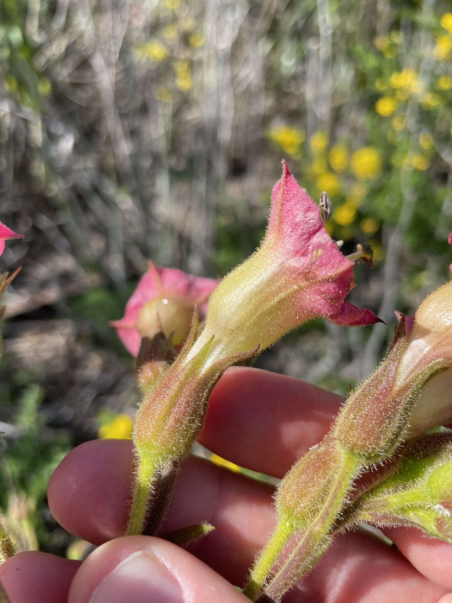 Image of tobacco