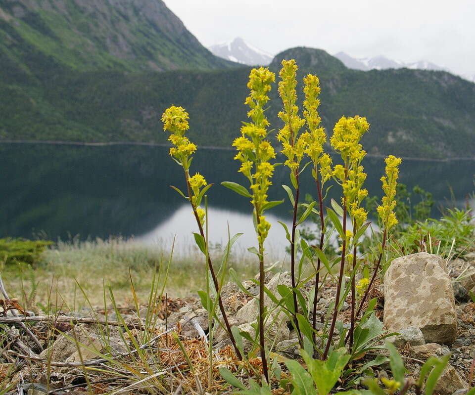 Image of Mt. Albert goldenrod