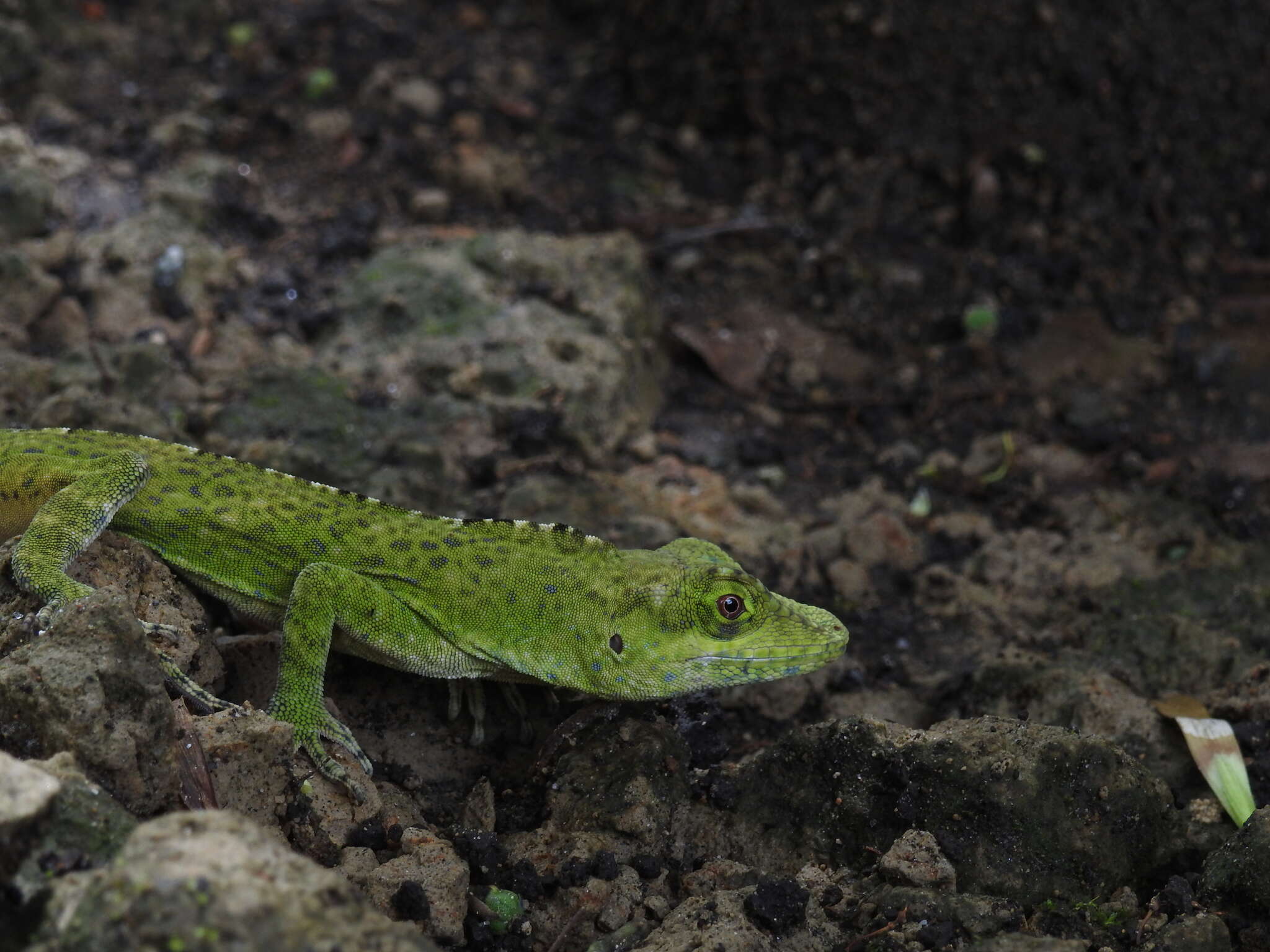 Imagem de Anolis fraseri Günther 1859