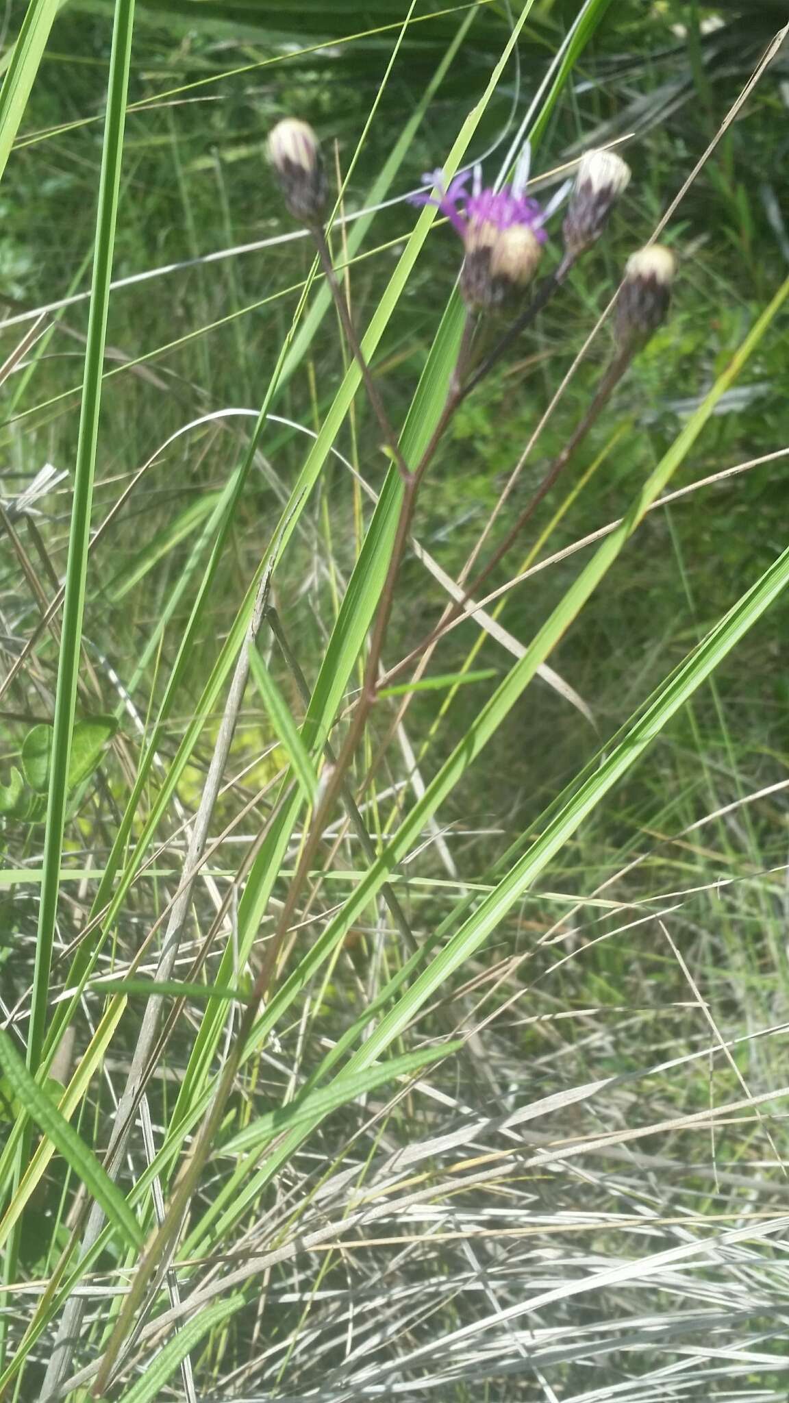 صورة Vernonia blodgettii Small