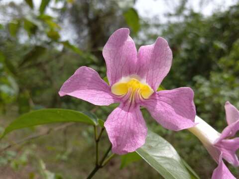 Imagem de Bignonia aequinoctialis L.